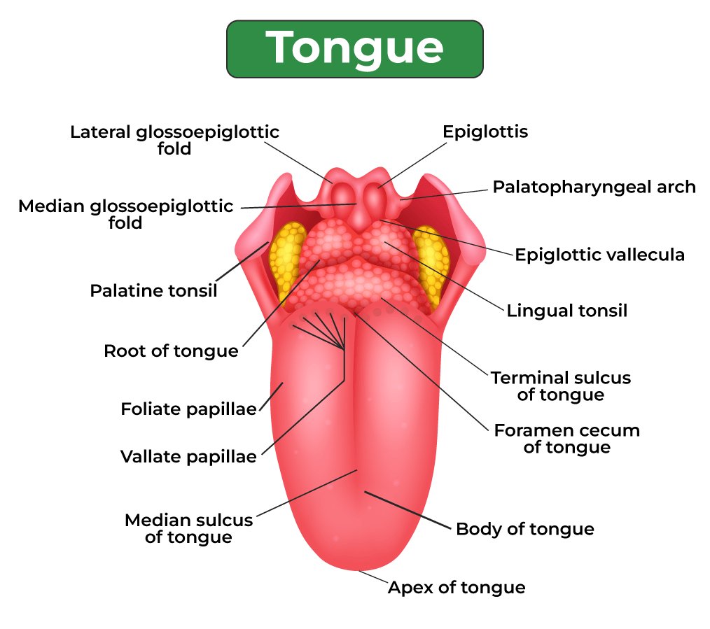 lesson image