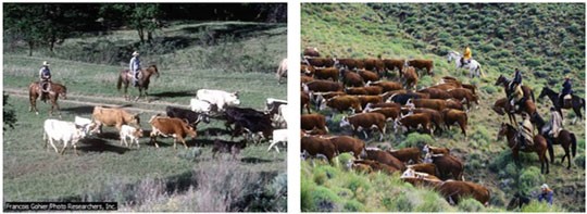 Cattle rearing