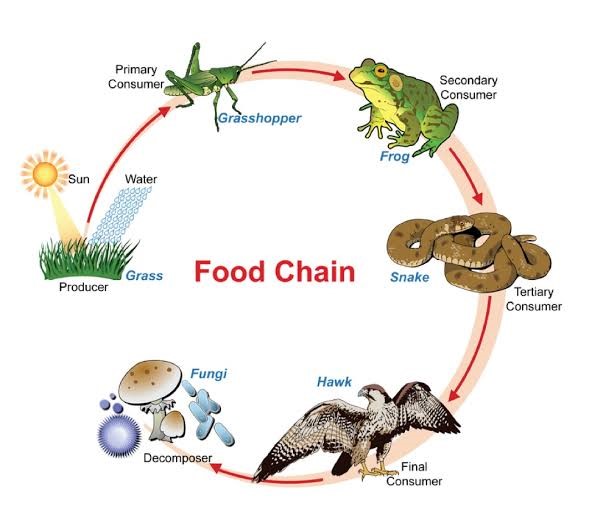 interactions-of-the-terrestrial-and-aquatic-agro-ecosystem-primacy-e