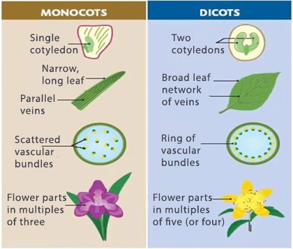 Differences Between Monocotyledons and Dicotyledons - Primacy E-Books