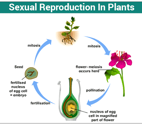 Sexual reproduction in plants