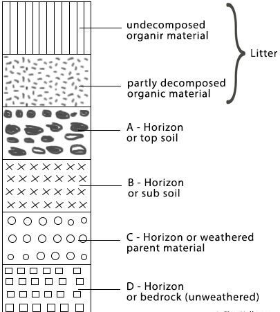 Soil Profile Development - Primacy E-Books