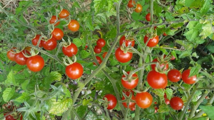 vegetables-tomato-solanum-lycopersicum-primacy-e-books