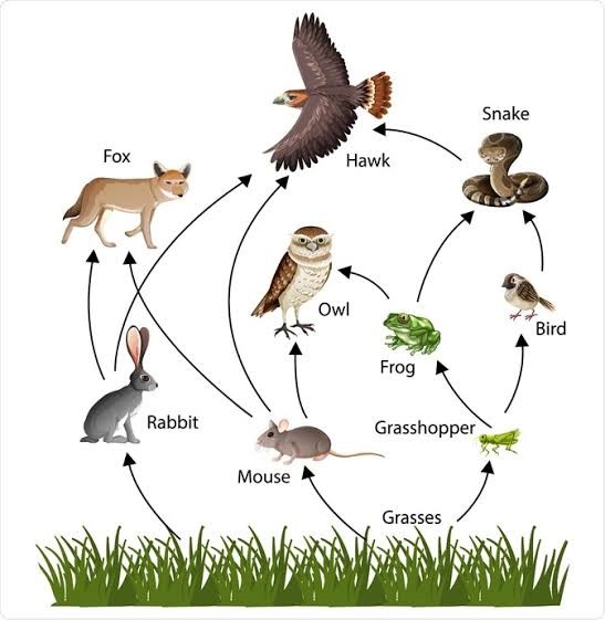 Food Chain and Food Web - Primacy E-Books