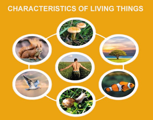 Summary and Evaluation of Living Things - Primacy E-Books